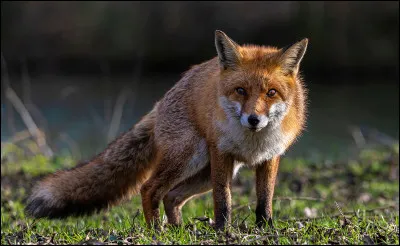 Quelle adaptation permet au renard de mieux entendre les petits rongeurs sous la neige ?