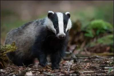 Pourquoi le blaireau poss&egrave;de-t-il de longues griffes puissantes ?