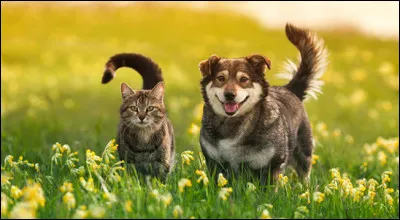 Et pour finir, toi, est-ce que tu pr&eacute;f&egrave;res les chiens ou les chats ?