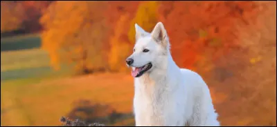 Si tu avais un animal, tu pr&eacute;f&egrave;rerais qu'il soit calme, doux et ind&eacute;pendant, ou joyeux, &eacute;nergique et c&acirc;lin ?