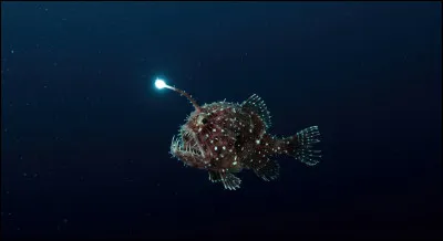 Quel animal des profondeurs utilise un organe bioluminescent situ&eacute; devant sa t&ecirc;te pour attirer ses proies dans l�obscurit&eacute; totale des abysses ?
