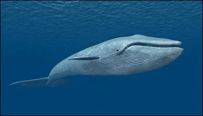 Quel mammif&egrave;re marin est le plus grand animal ayant jamais v&eacute;cu sur Terre, d&eacute;passant m&ecirc;me les dinosaures ?