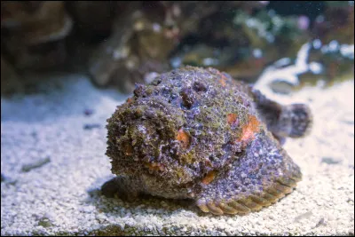 Quel poisson venimeux, souvent consid&eacute;r&eacute; comme l�un des plus dangereux des oc&eacute;ans, poss&egrave;de des &eacute;pines injectant un puissant poison ?