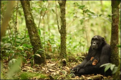Quel est l�un des plus grands dangers actuels pour la savane ?