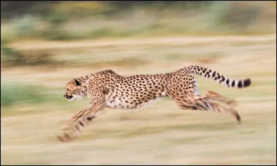 Quel animal est le plus rapide sur de courtes distances dans la savane ?