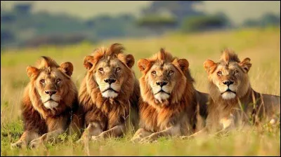 Pourquoi les lions chassent-ils souvent en groupe ?