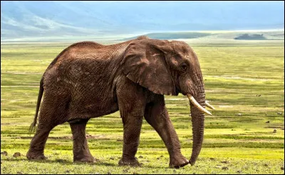 &Agrave; quoi sert principalement la trompe de l�&eacute;l&eacute;phant ?