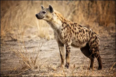 Quel r&ocirc;le jouent les hy&egrave;nes dans la savane ?