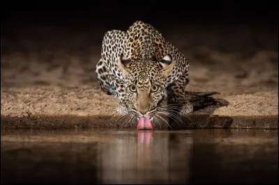 Comment certains animaux survivent-ils au manque d�eau dans la savane ?