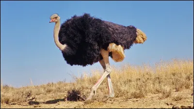 Pourquoi l�autruche est-elle bien adapt&eacute;e &agrave; la savane ?
