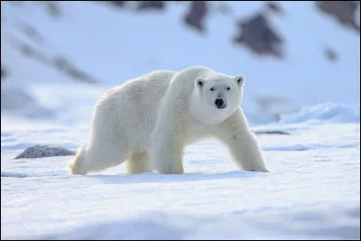 Pourquoi l�ours polaire poss&egrave;de-t-il une &eacute;paisse couche de graisse sous la peau ?
