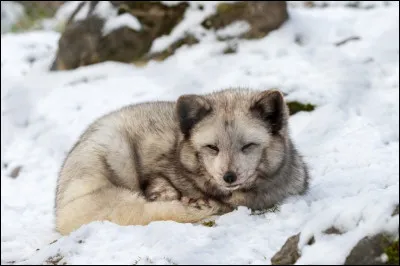 Pourquoi le pelage des animaux de la banquise para&icirc;t souvent blanc ?