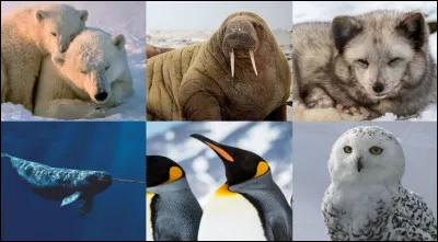 Comment les animaux de la banquise limitent-ils les pertes de chaleur ?