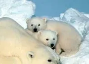 Quiz Animaux des p�les (Arctique et Antarctique)