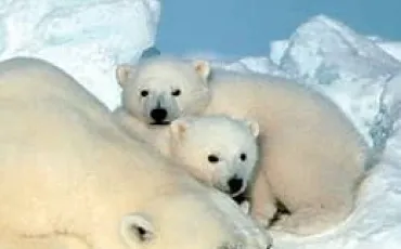 Quiz Animaux