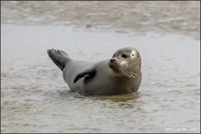 Le phoque : comment garde-t-il la chaleur dans l�eau glac&eacute;e ?