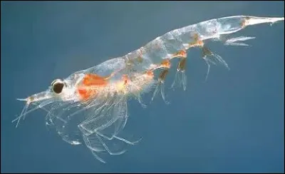 Le krill : pourquoi est-il important ?