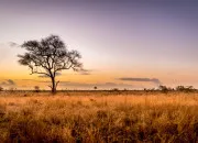 Quiz Quiz Nature � Les animaux de la savane 🦒