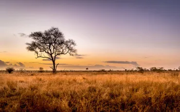 Quiz Girafe