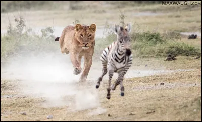 Quel pr&eacute;dateur de la savane est connu pour pratiquer une chasse extr&ecirc;mement coop&eacute;rative avec une grande efficacit&eacute; de capture ?