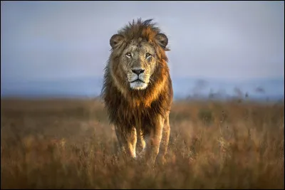 Chez les lions, quel est le principal r&ocirc;le de la crini&egrave;re du m&acirc;le ?