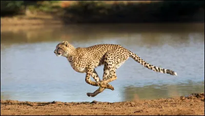 Quelle adaptation permet au gu&eacute;pard d�atteindre des vitesses exceptionnelles sur de courtes distances ?