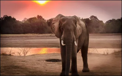 Pourquoi les &eacute;l&eacute;phants secouent-ils r&eacute;guli&egrave;rement leurs oreilles ?