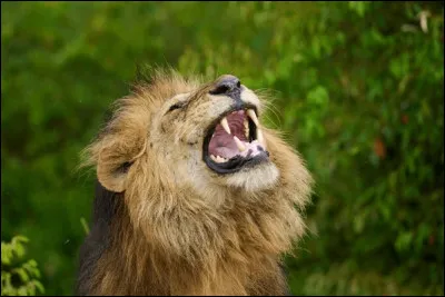 Quel animal de la savane poss&egrave;de une morsure suffisamment puissante pour broyer de gros os ?