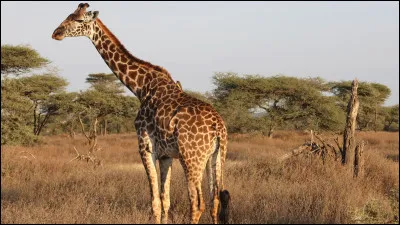 Quelle strat&eacute;gie utilisent souvent les acacias pour se d&eacute;fendre contre les herbivores comme les girafes ?