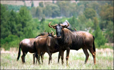 Pourquoi les gnous migrent-ils chaque ann&eacute;e &agrave; travers la savane ?