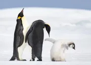 Quiz Quiz Nature - Les animaux de la banquise 🐧
