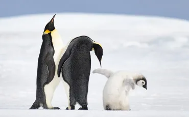 Quiz Animaux