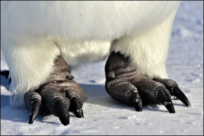 Pourquoi les pattes des manchots empereurs ne g&egrave;lent-elles g&eacute;n&eacute;ralement pas malgr&eacute; le contact prolong&eacute; avec la glace ?