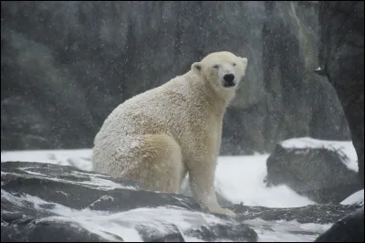 Pourquoi l�ours polaire poss&egrave;de-t-il une peau noire sous sa fourrure blanche ?
