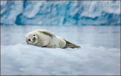 Quelle adaptation permet aux phoques de rester longtemps sous l�eau lors de leurs plong&eacute;es ?