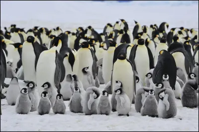 Pourquoi les manchots empereurs se regroupent-ils en colonies tr&egrave;s serr&eacute;es pendant les temp&ecirc;tes hivernales ?