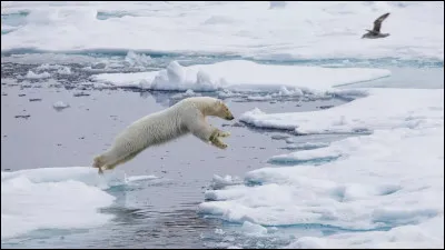 Quel pr&eacute;dateur polaire utilise parfois les plaques de glace comme plateformes de chasse pour capturer des phoques ?