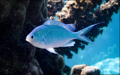 Comment les poissons vivant sous la glace de l�Antarctique &eacute;vitent-ils que leur sang g&egrave;le ?