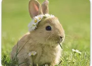 Quiz Trouve le nom des b�b�s de ces animaux