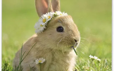 Quiz Animaux
