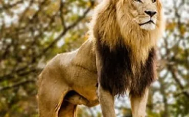 Quiz Lions