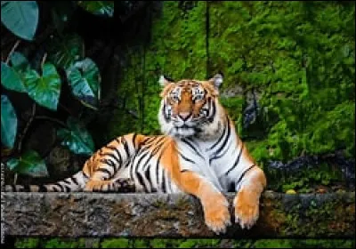 Le tigre : quelle est la particularit&eacute; des tigres par rapport aux lions ?