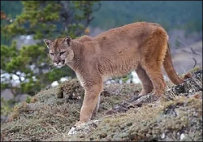 Le puma : quel est le deuxi&egrave;me nom du puma ?