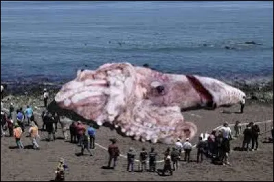 Mammif&egrave;re d'Am&eacute;rique du Sud appel&eacute; capibara ou cochon d'eau, le plus gros rongeur du monde !