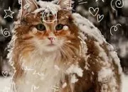 Test Es-tu therian, animal-hearted ou otherpaw ?