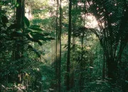 Quiz Quiz Nature - Les secrets de l�Amazonie 🌳