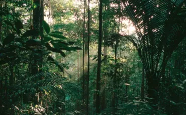Quiz Arbres