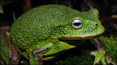 Quelle caract&eacute;ristique rend certaines grenouilles amazoniennes extr&ecirc;mement toxiques ?