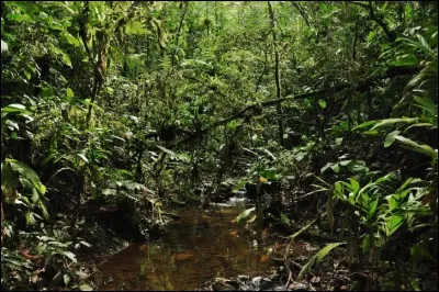 Pourquoi les sols amazoniens sont-ils paradoxalement souvent pauvres en nutriments malgr&eacute; l�immense v&eacute;g&eacute;tation pr&eacute;sente ?