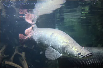 Quel poisson amazonien est capable de survivre dans des eaux tr&egrave;s pauvres en oxyg&egrave;ne gr&acirc;ce &agrave; une respiration a&eacute;rienne ?